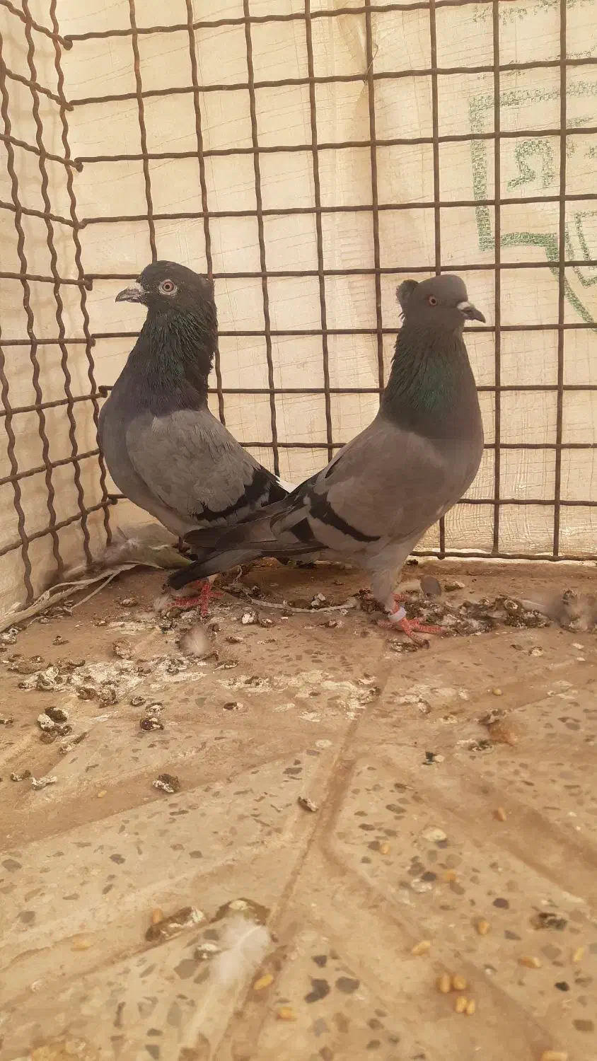 کبوتر پرش سنگین|پرنده|خرمدره, |دیوار