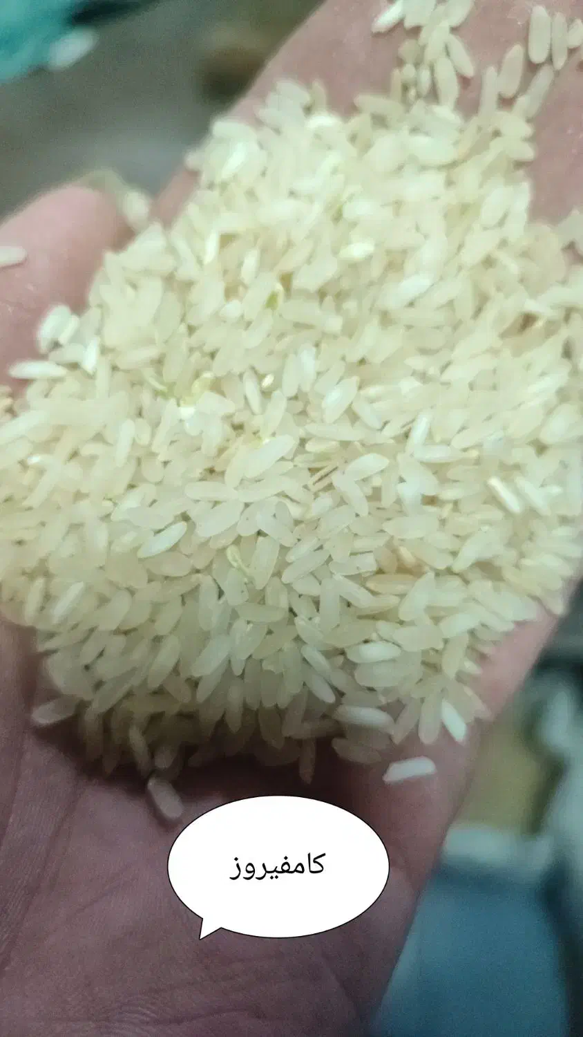 برنج عنبربو / عنبر / کامفیروز|خوردنی و آشامیدنی|شیراز, میانرود|دیوار