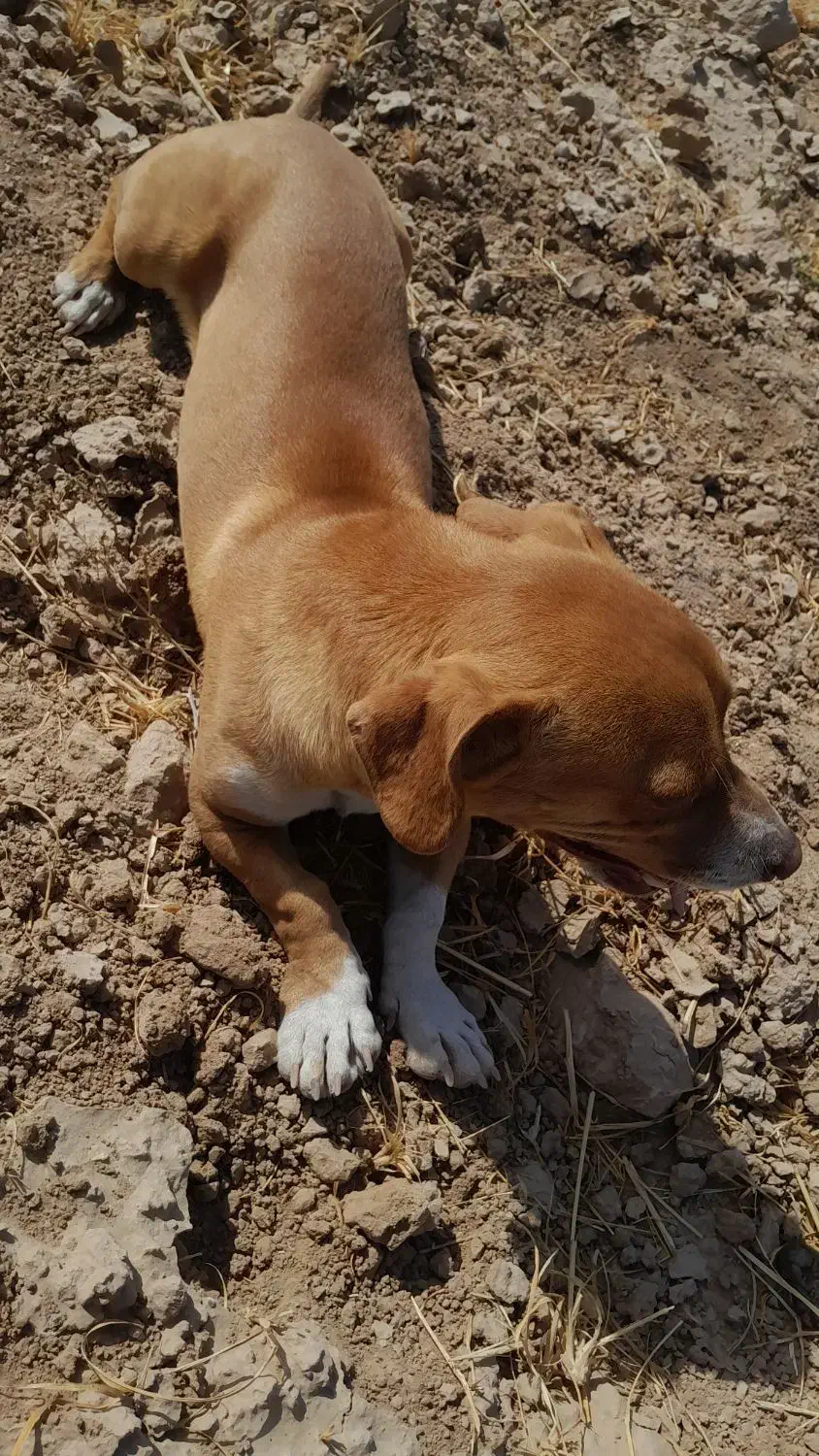 سگ پاکوتاه|سگ|مشهد, کلاکوب|دیوار