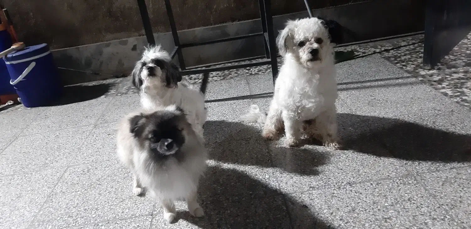 سگ ۳ عدد|سگ|هشتگرد, شهرک کوثر|دیوار