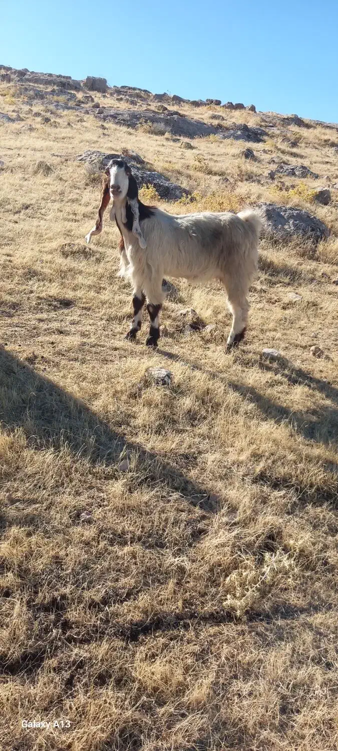بزغاله داشتیدرجه یک|حیوانات مزرعه|سرپل ذهاب, |دیوار