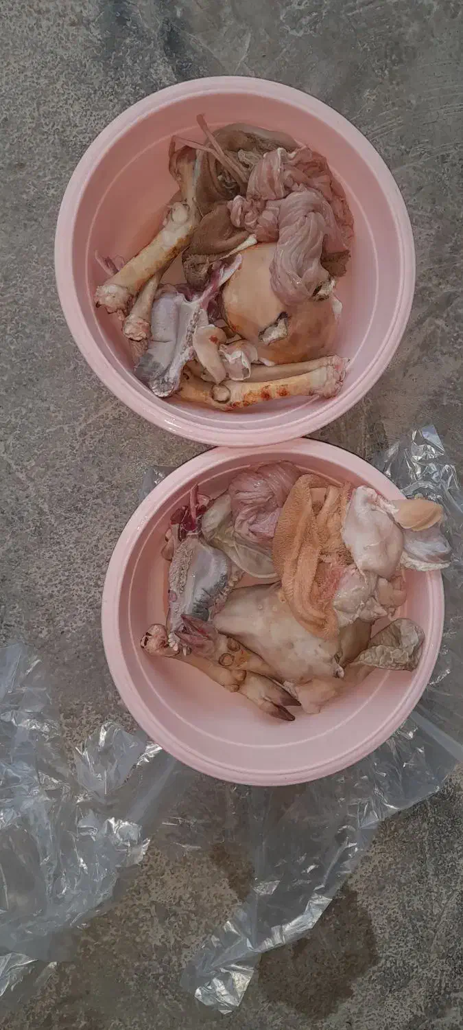 کله پاچه بزغاله|خوردنی و آشامیدنی|ایلام, |دیوار