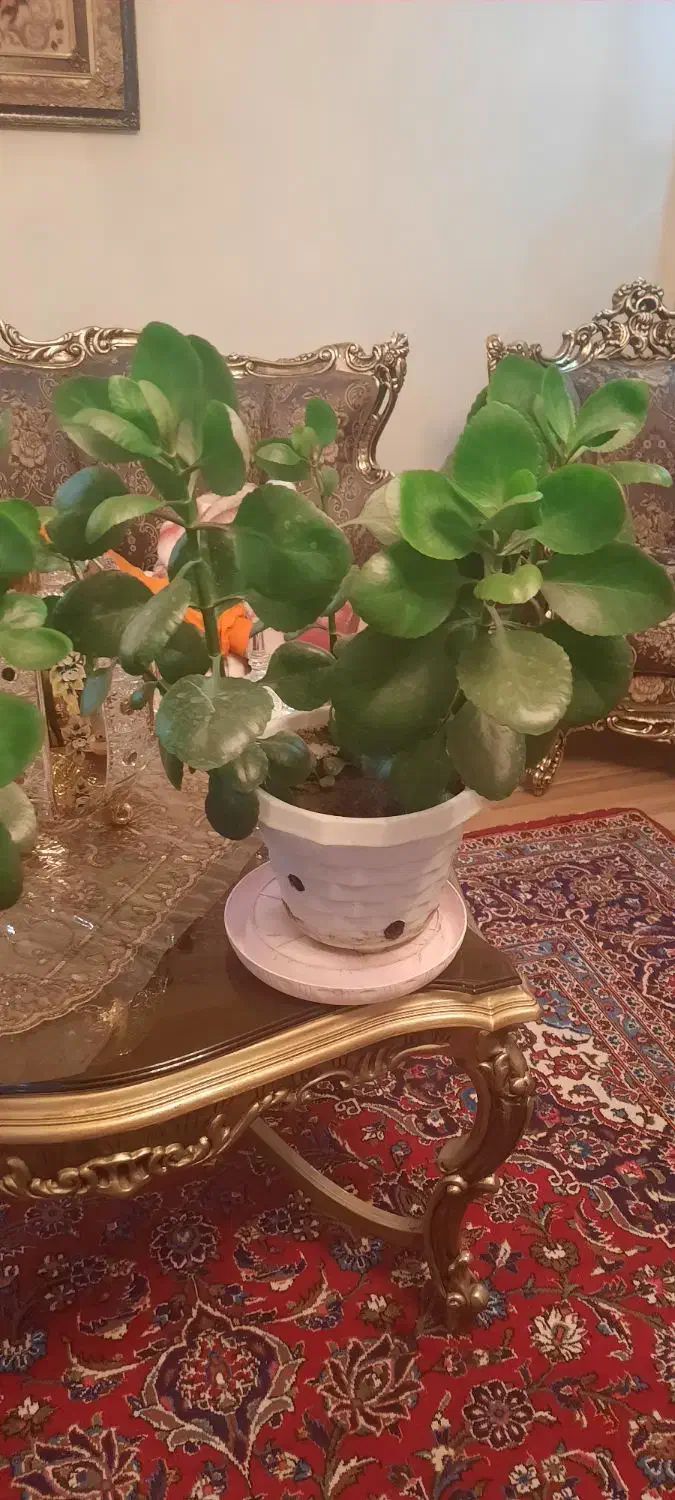 گل قاشقی|گل و گیاه طبیعی|تبریز, |دیوار