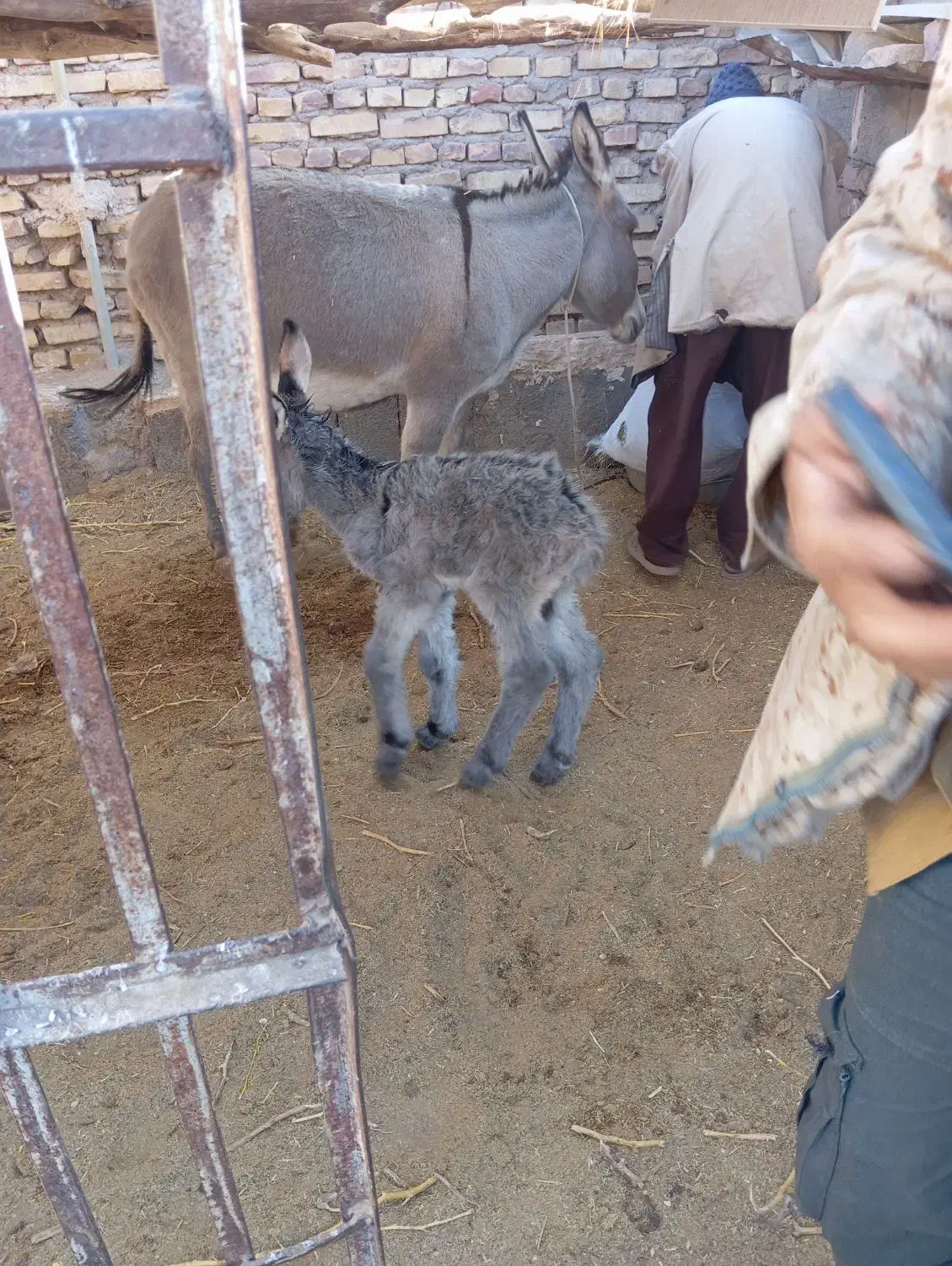 گمشده|حیوانات|رفسنجان, |دیوار