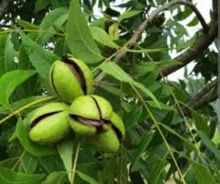 تکوندن گردو بادام  چیدن برداشت جمع کردن خرید اجاره|خدمات باغبانی و درختکاری|کرج, برغان|دیوار
