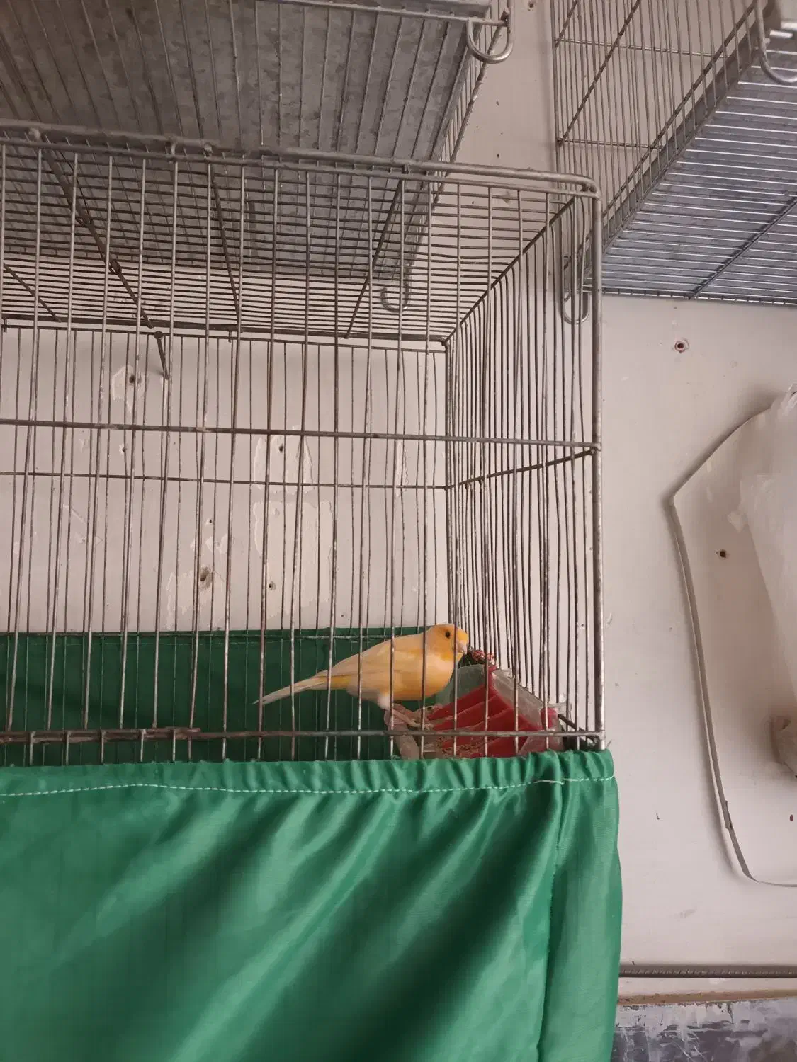 پرنده|پرنده|روانسر, |دیوار