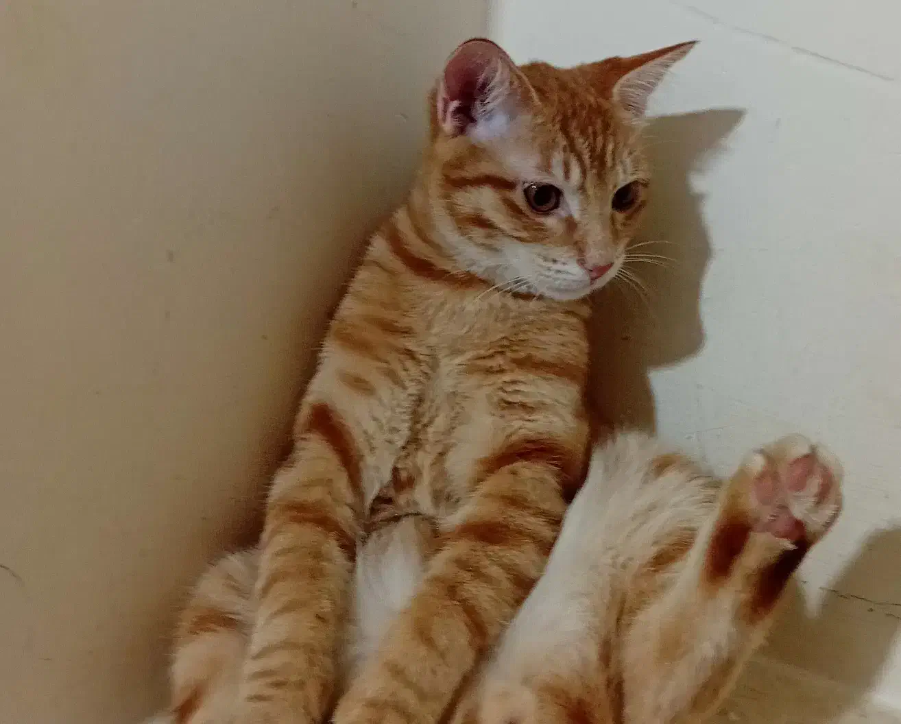 ۶ ماهشه نره|گربه|کرمانشاه, |دیوار