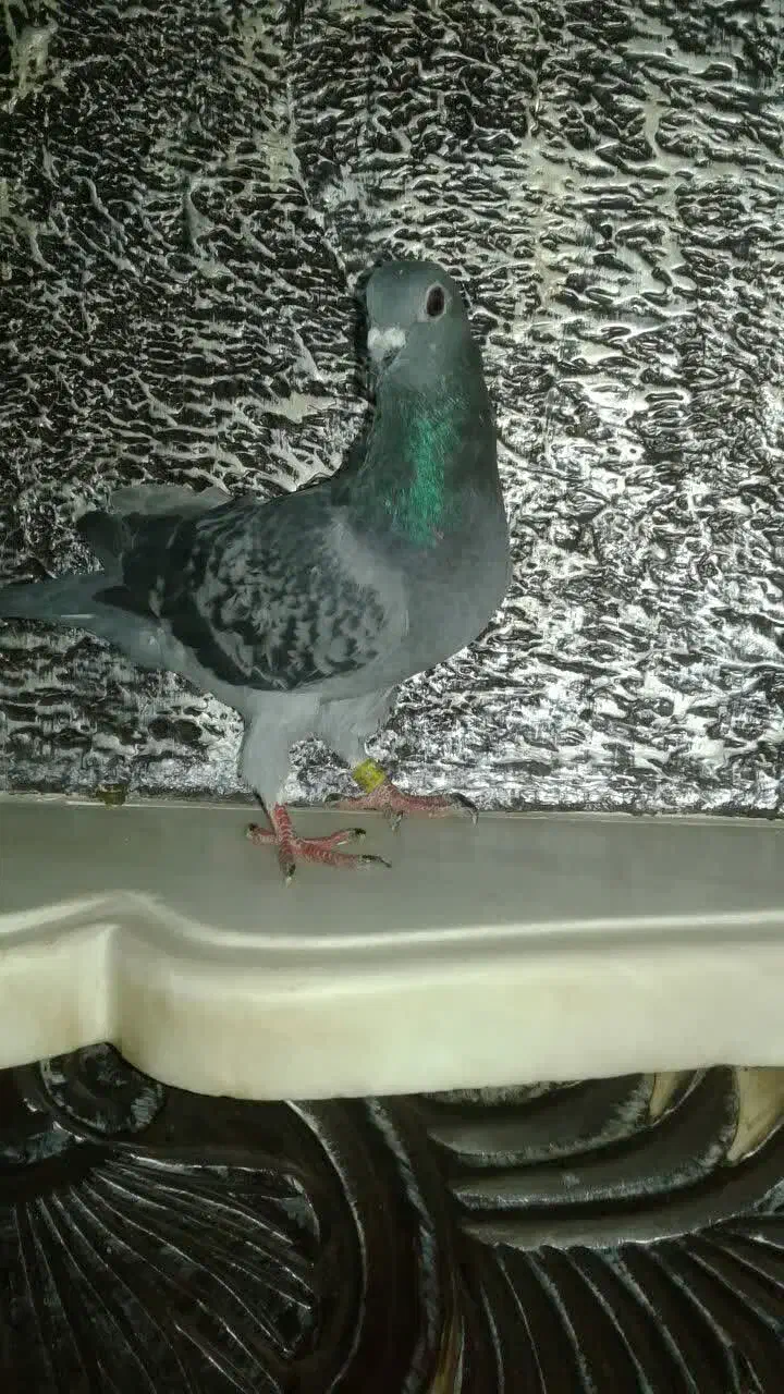 کفتر نر پلاکی قلدور|پرنده|گلبهار, شهر جدید گلبهار|دیوار