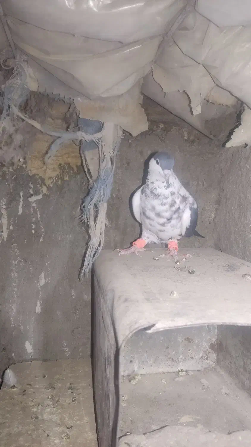 چپ افشان|پرنده|خاش, |دیوار