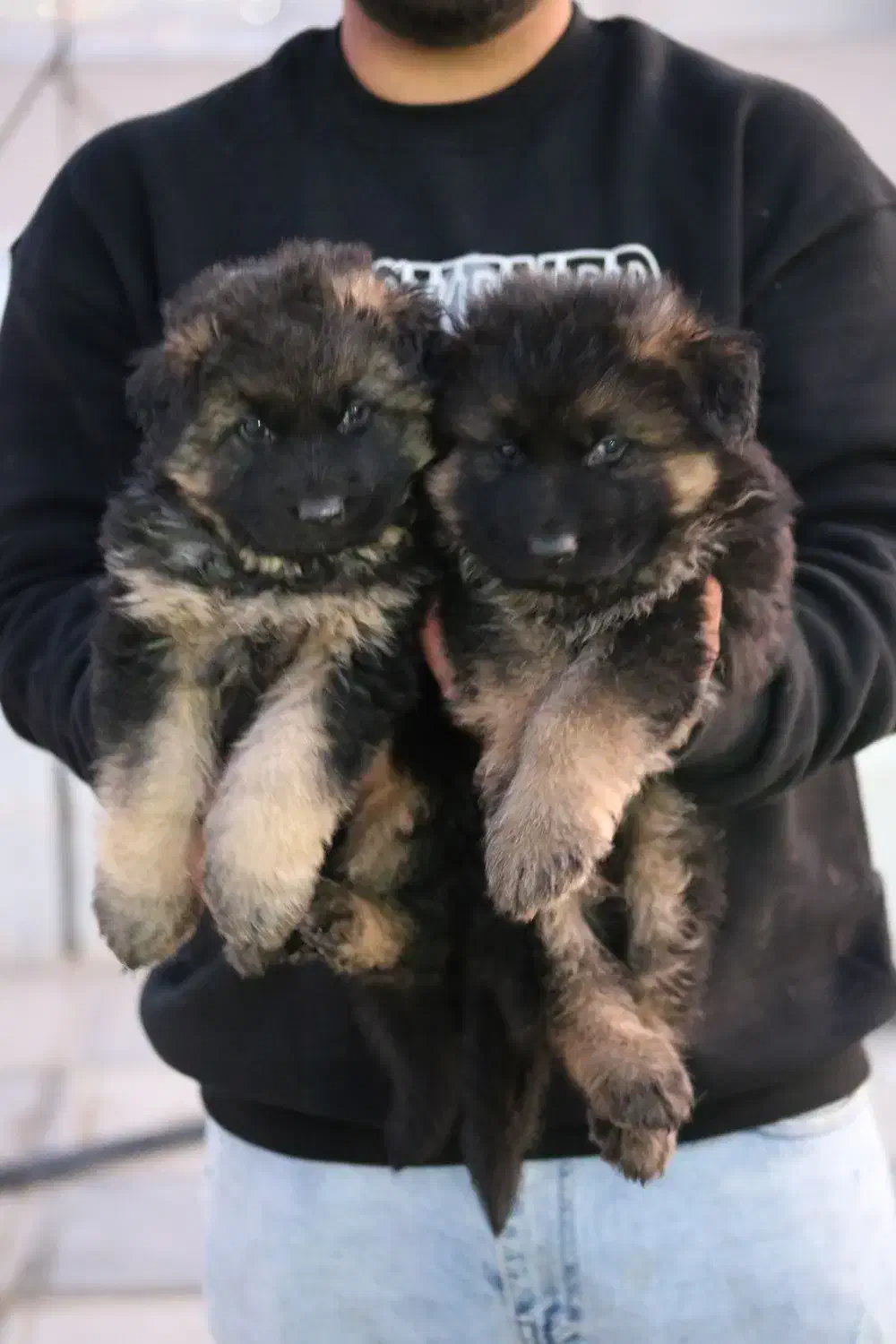 توله ژرمن|سگ|شهریار, شهریار|دیوار