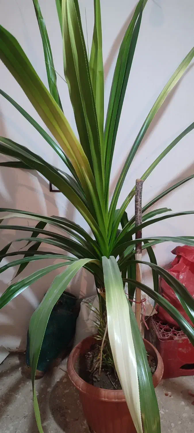 گل اپارتمانی|گل و گیاه طبیعی|ضیاء آباد, |دیوار