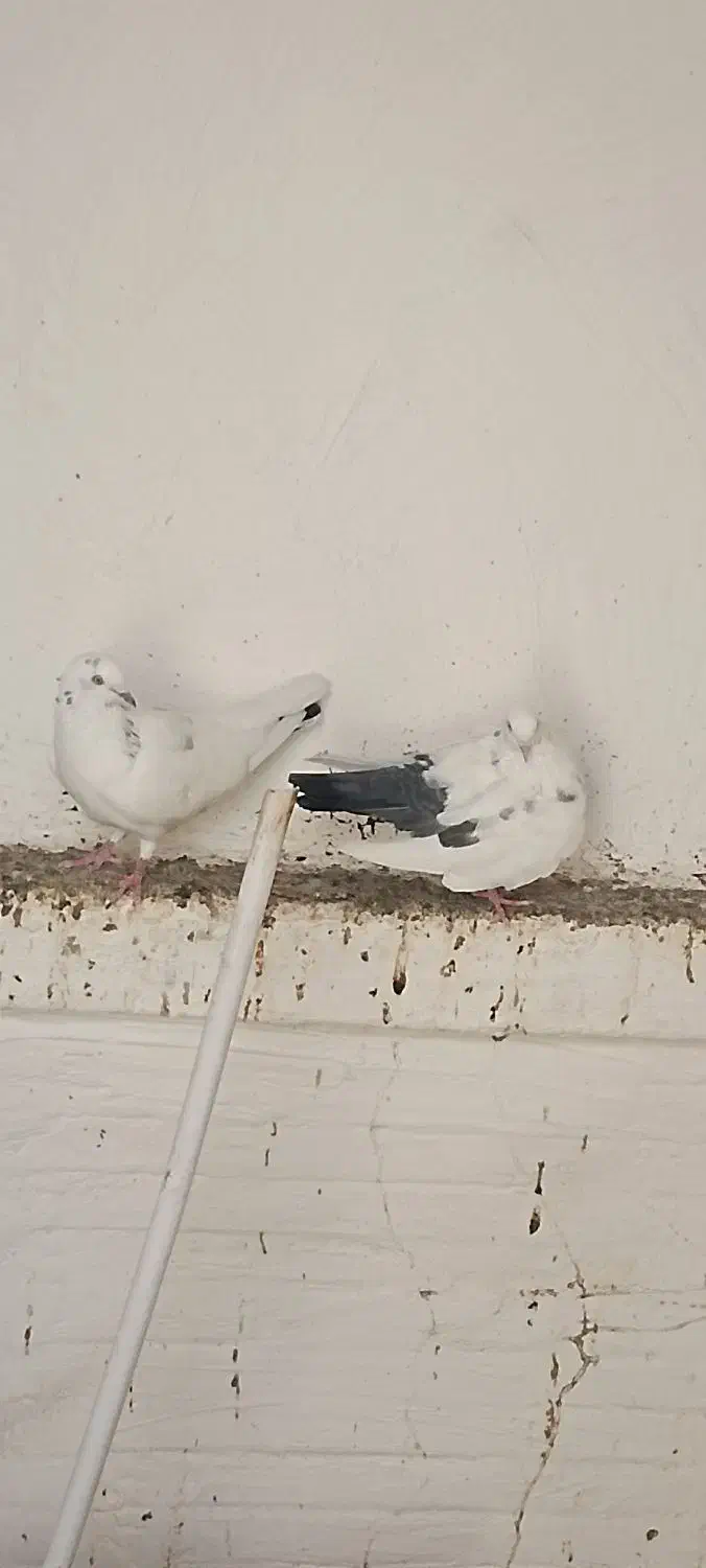 فروشی|پرنده|چابهار, |دیوار