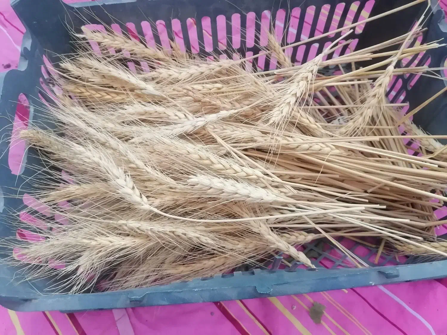 حراج وسیله ی هنری|گل مصنوعی|یزد, |دیوار