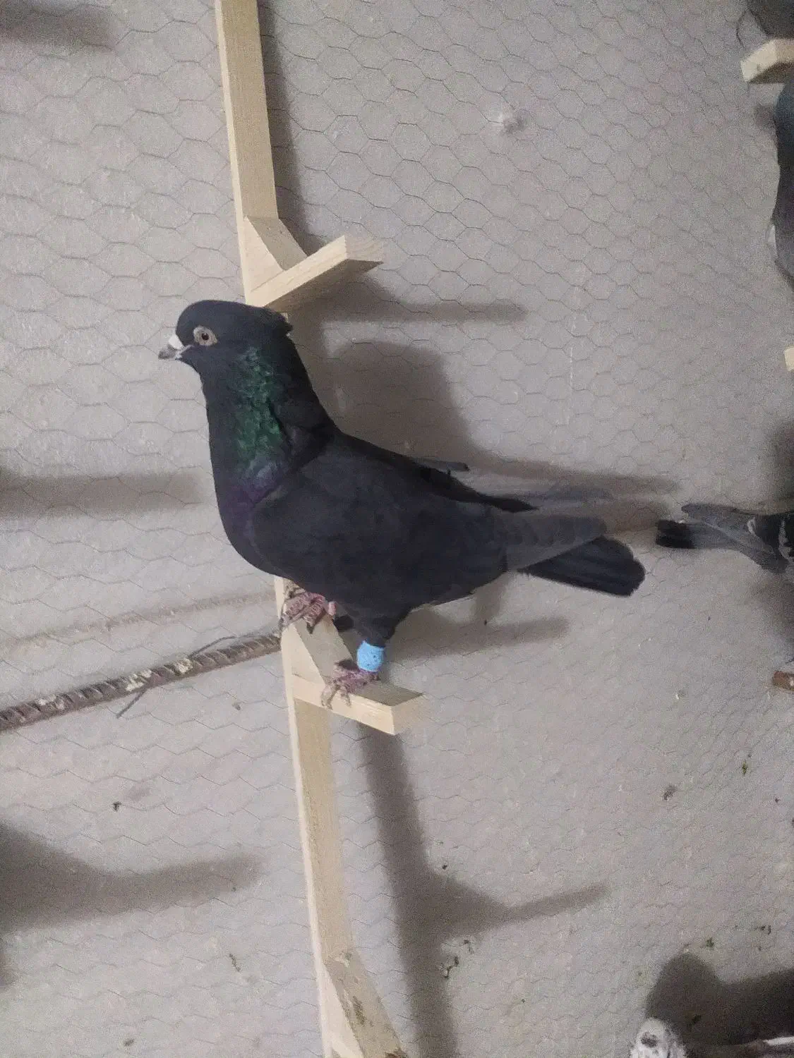 کفتر سبز سیاه زاغ|پرنده|شیراز, تندگویان|دیوار