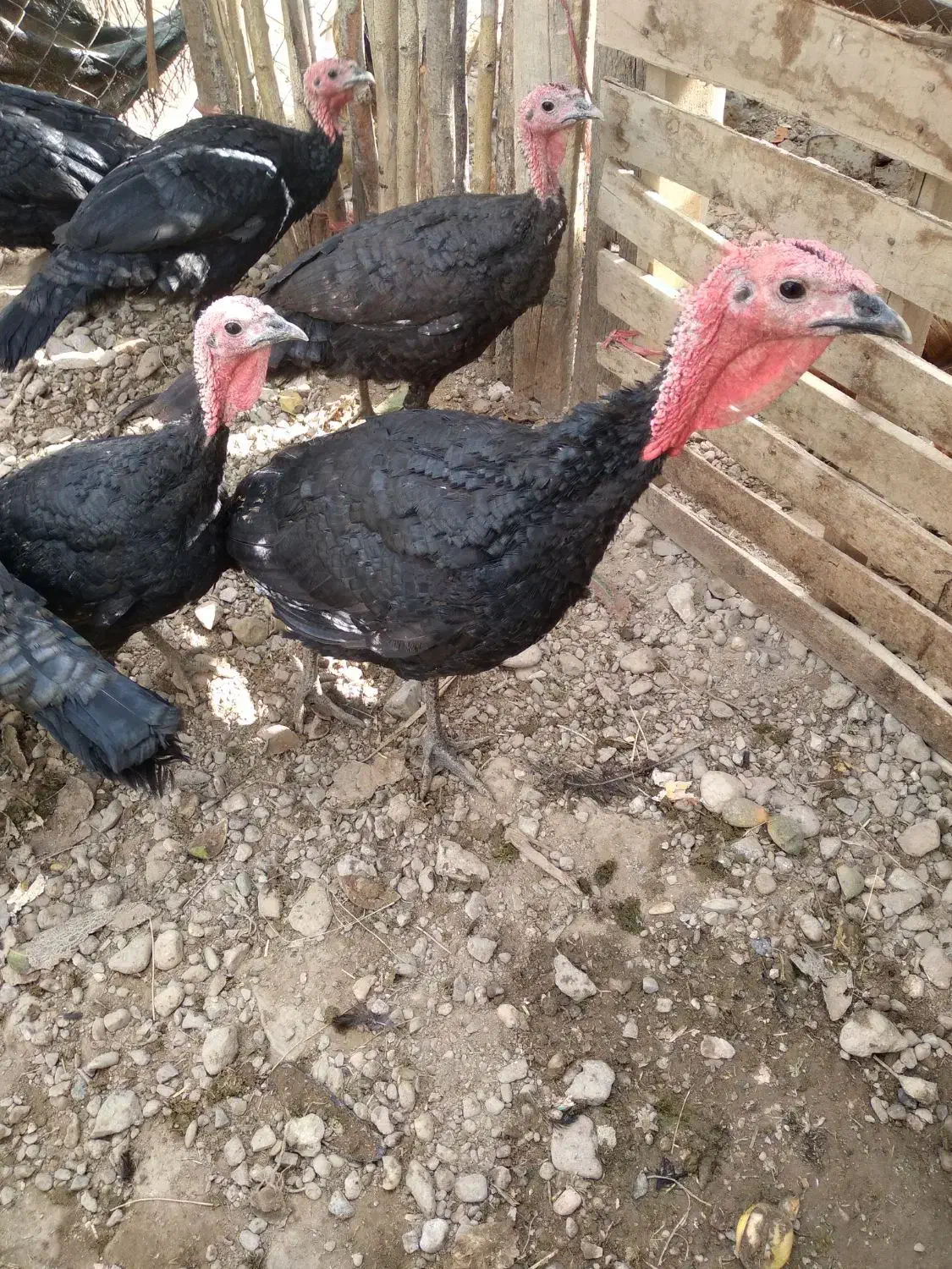 بوقلمون|حیوانات مزرعه|بکتاش, |دیوار