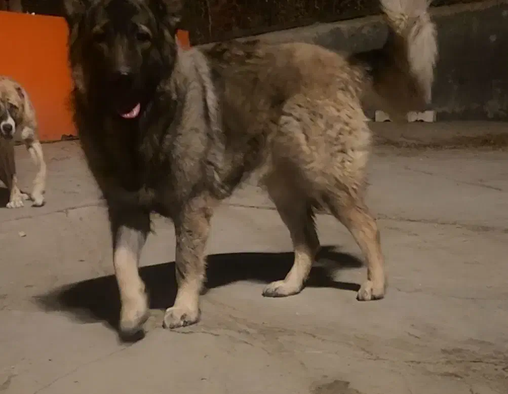 سگ‌ قفقازی|سگ|بومهن, |دیوار