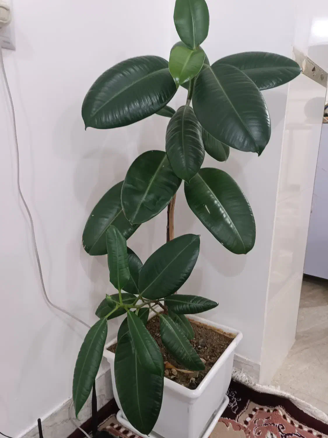 یک گل|گل و گیاه طبیعی|سقز, |دیوار