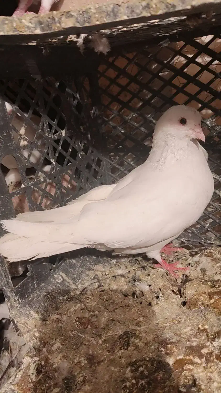 کبوتر|پرنده|اهر, |دیوار