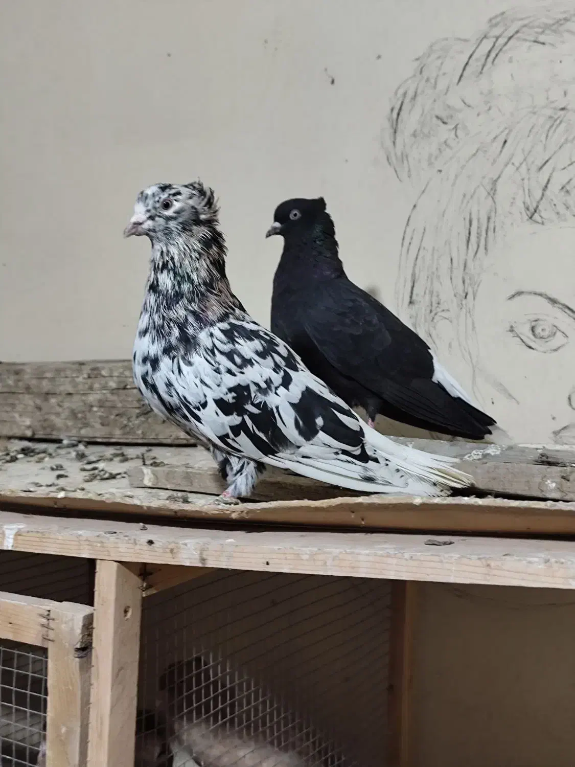 نرماده دمپاک|پرنده|شوشتر, |دیوار