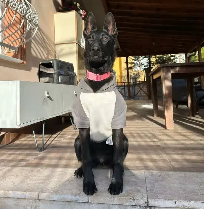 دکتر دامپزشک در محل|خدمات پیشه و مهارت|مشکین‌دشت, |دیوار