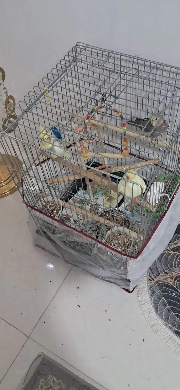 عروس هلندی|پرنده|شاهدشهر, |دیوار