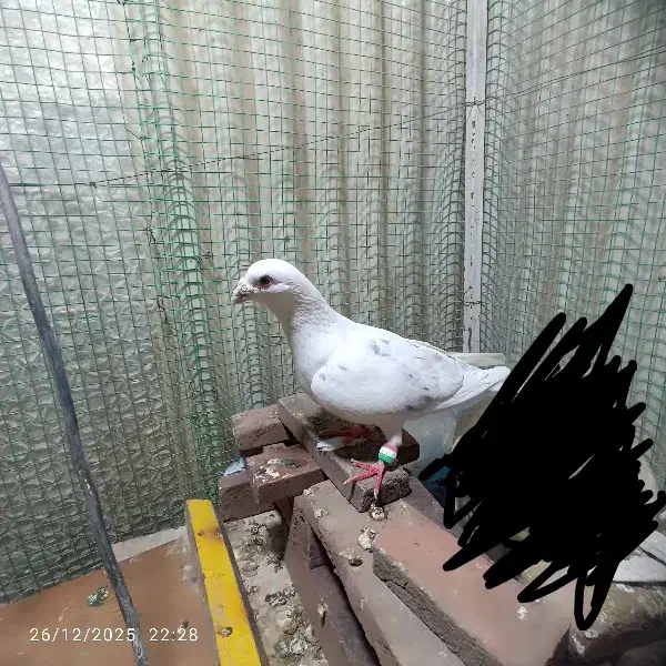 جفت سبز|پرنده|شاندیز, |دیوار