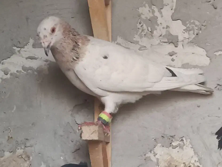 ۲عدد پلاکی نر|پرنده|اهرم, |دیوار