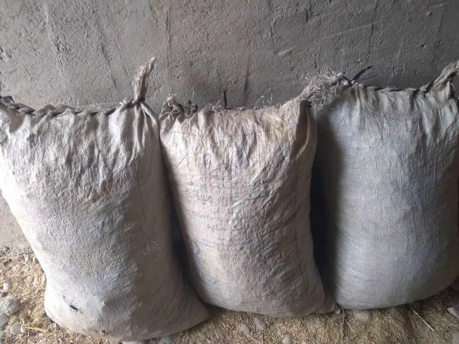 ذغ بلوط|عمدهفروشی|باغ ملک, |دیوار