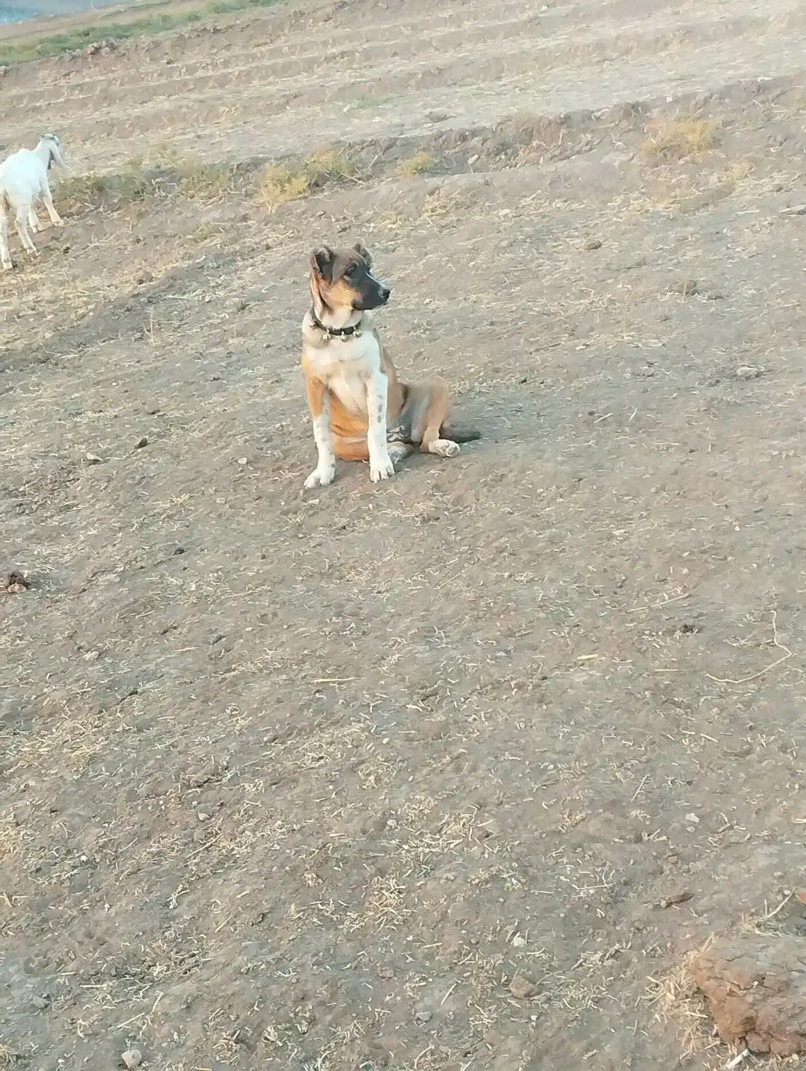 توله ماده|سگ|سبزوار, قصبه شرقی|دیوار