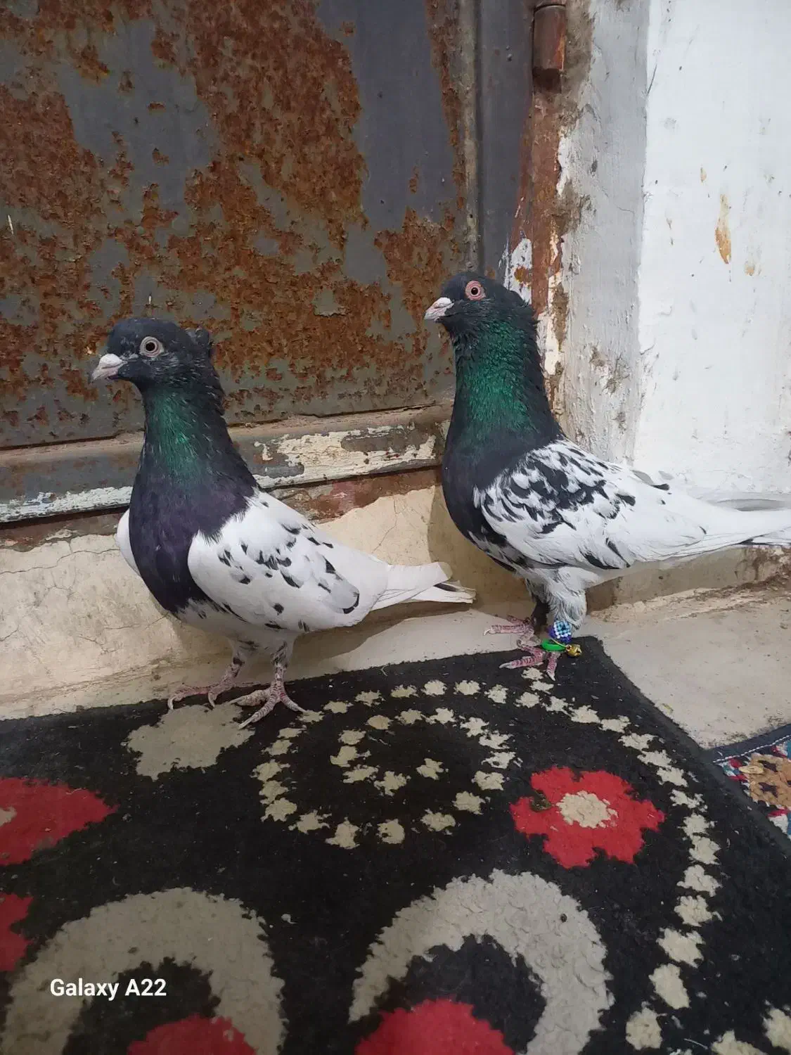 کبوتر|پرنده|تایباد, |دیوار