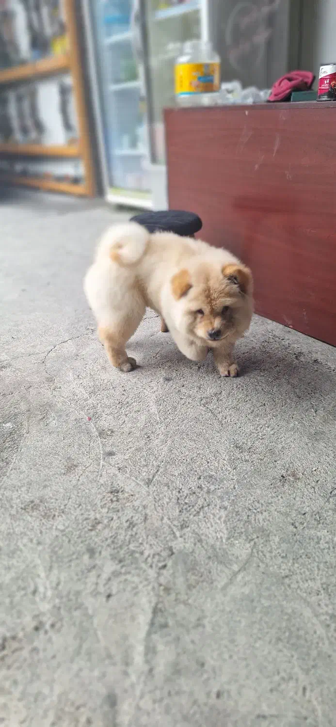 چاوچاو پسر خشگل جنسیت زبون بنفش|سگ|صومعه‌سرا, |دیوار