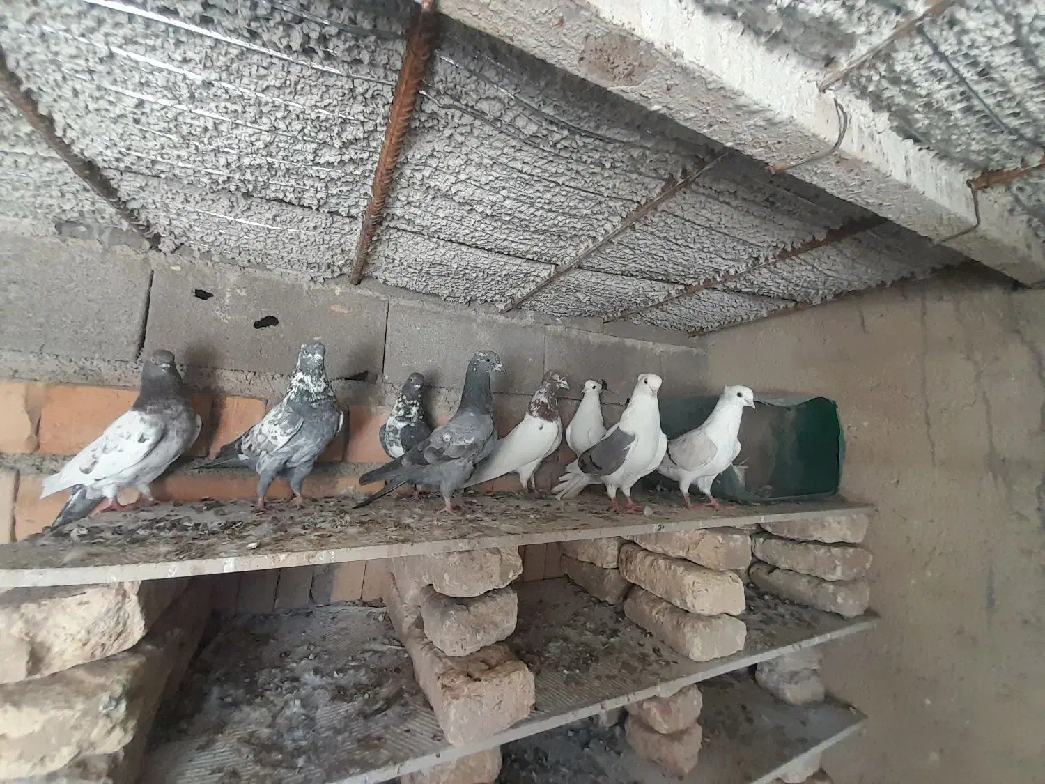 کبوتر|پرنده|مینودشت, |دیوار