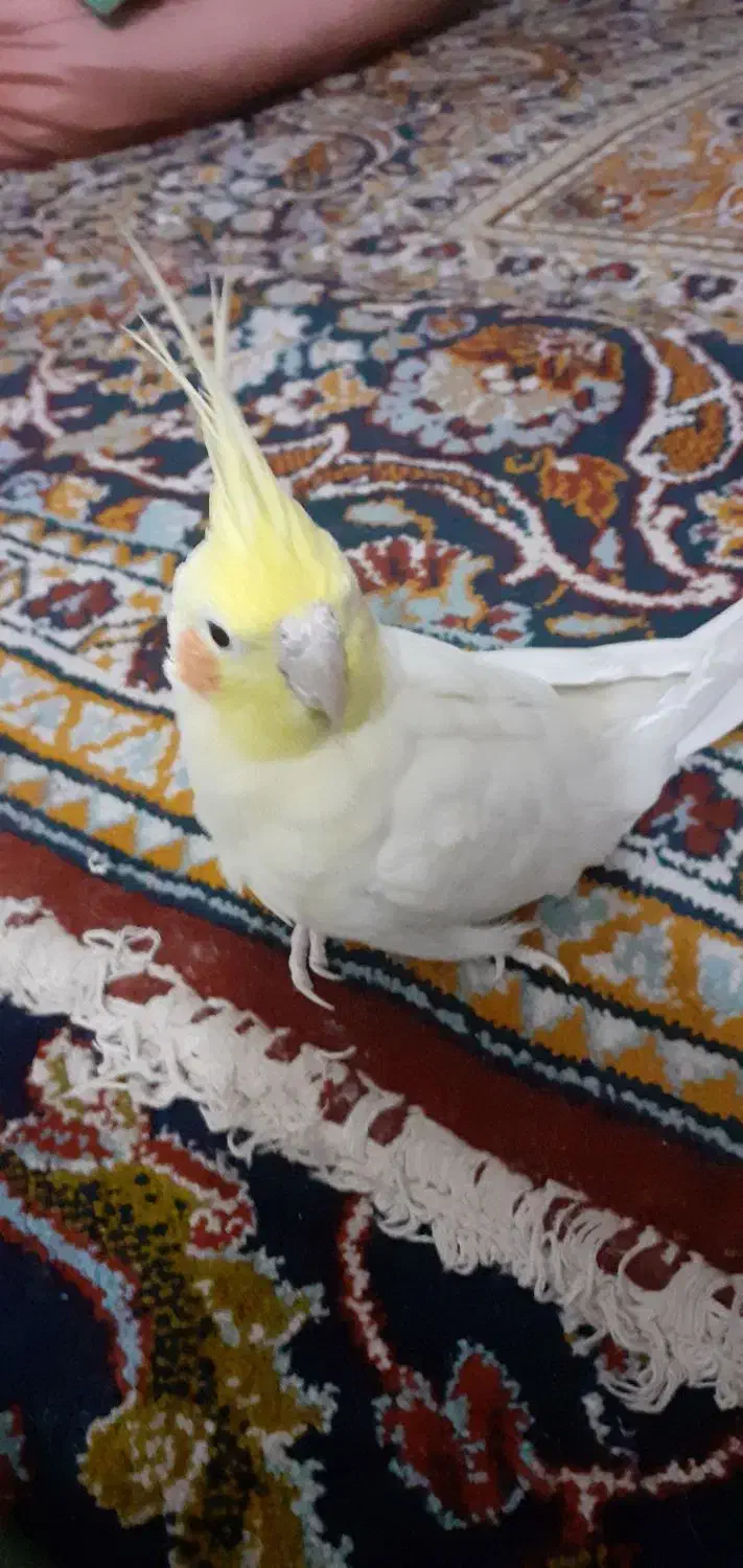 سگ پیدا شده|حیوانات|کرمانشاه, |دیوار