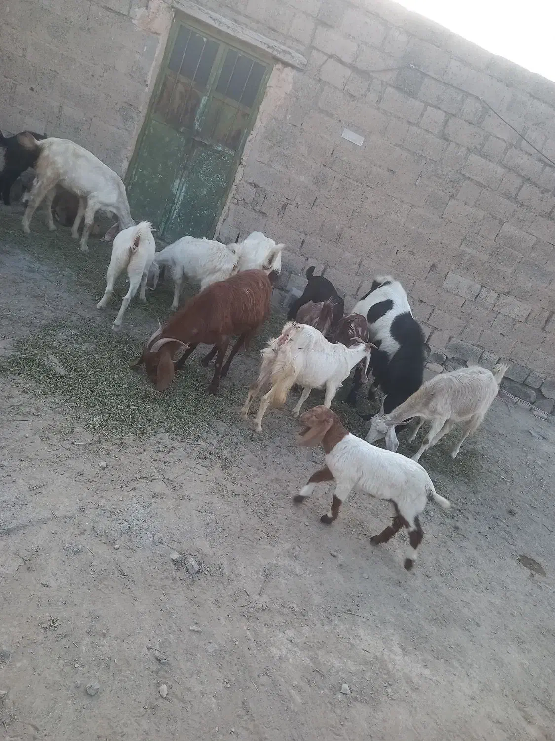 تعدادی بز نژاد دوقلو وسه قلو زا برای فروش|حیوانات مزرعه|فاریاب, |دیوار