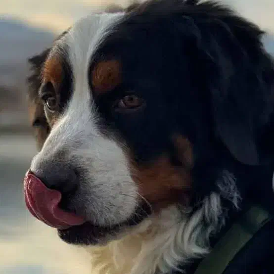 غذای سگ بهترین کیفیت|عمده‌فروشی|قرچک, مهدیه|دیوار