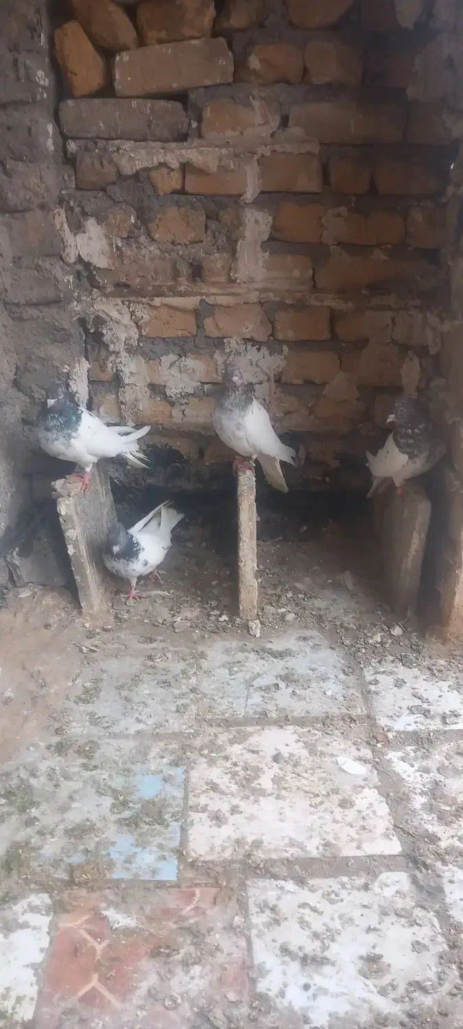 گفتر|پرنده|مشهد, بهمن|دیوار