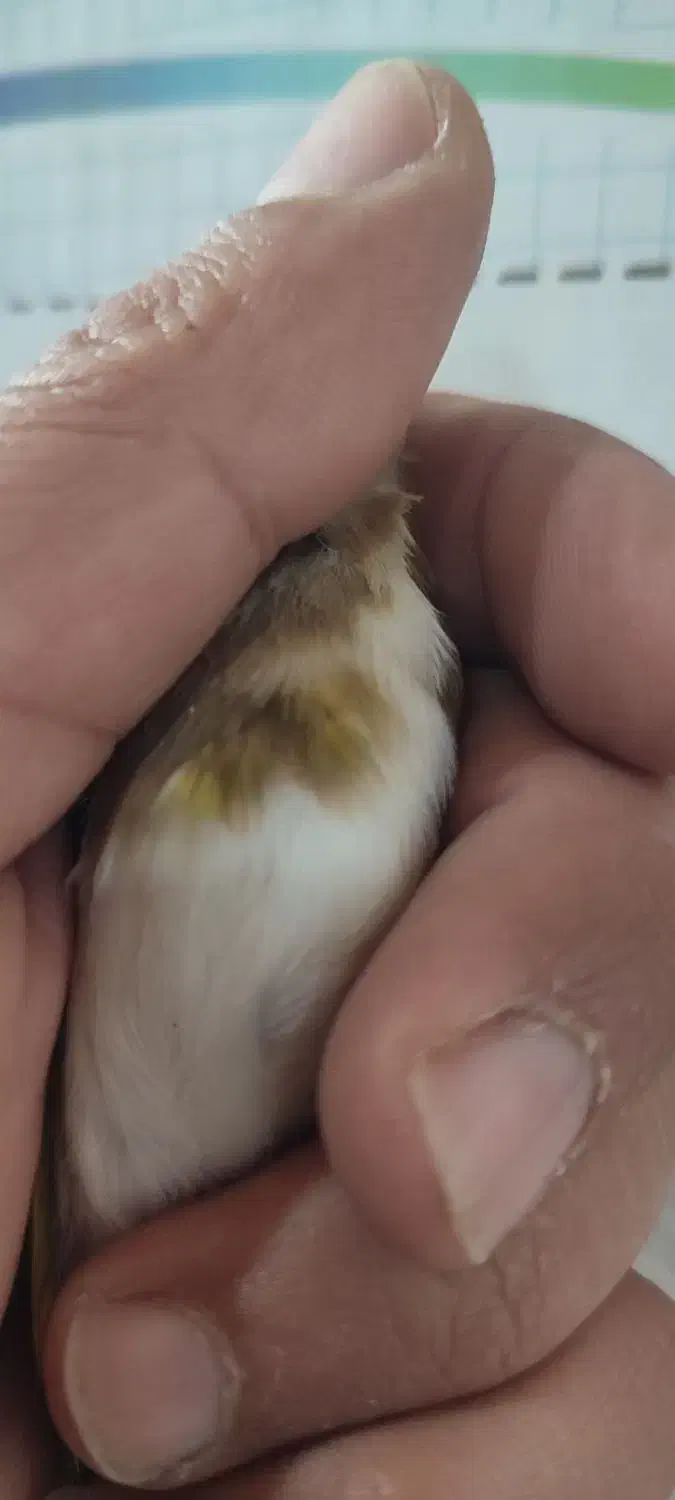 گلبسر سهره ،سهره قناری|پرنده|شیراز, تندگویان|دیوار