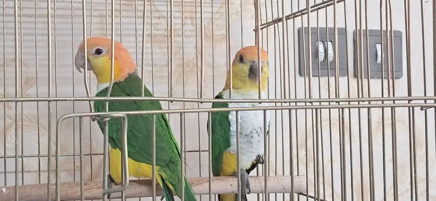 یک جفت کایک سر نارنجی|پرنده|مشهد, دانش|دیوار