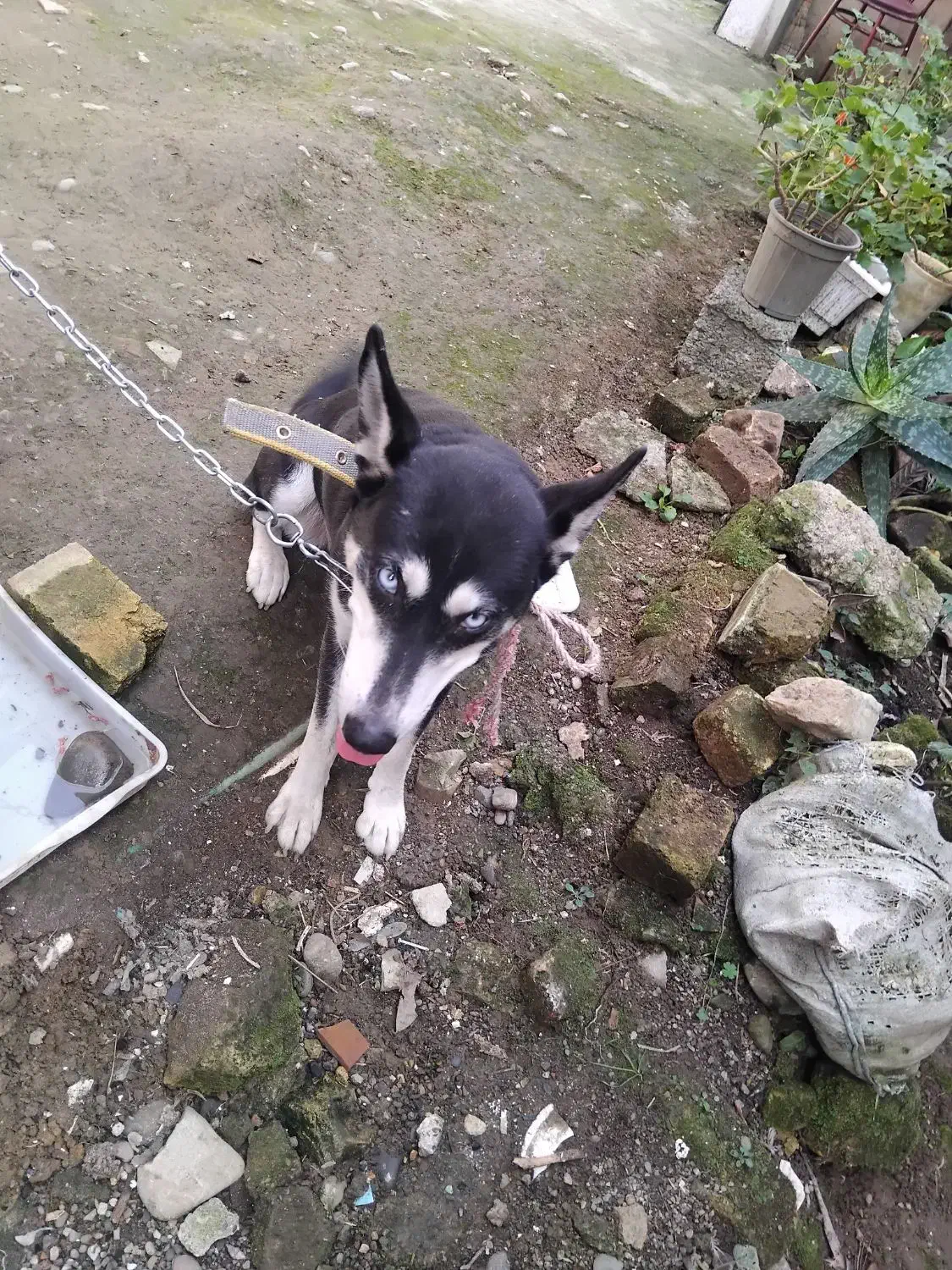 سگ هاسکی|سگ|رشت, لاکان|دیوار