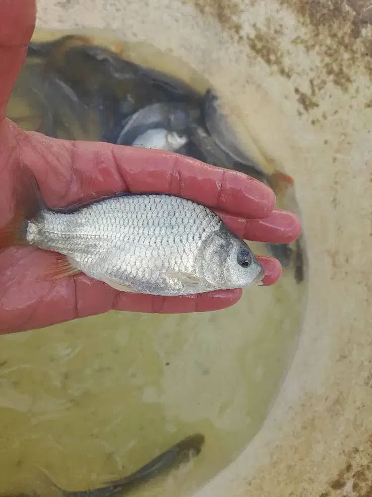 بچه آمور ماهی کپور|ماهی|گرگان, |دیوار