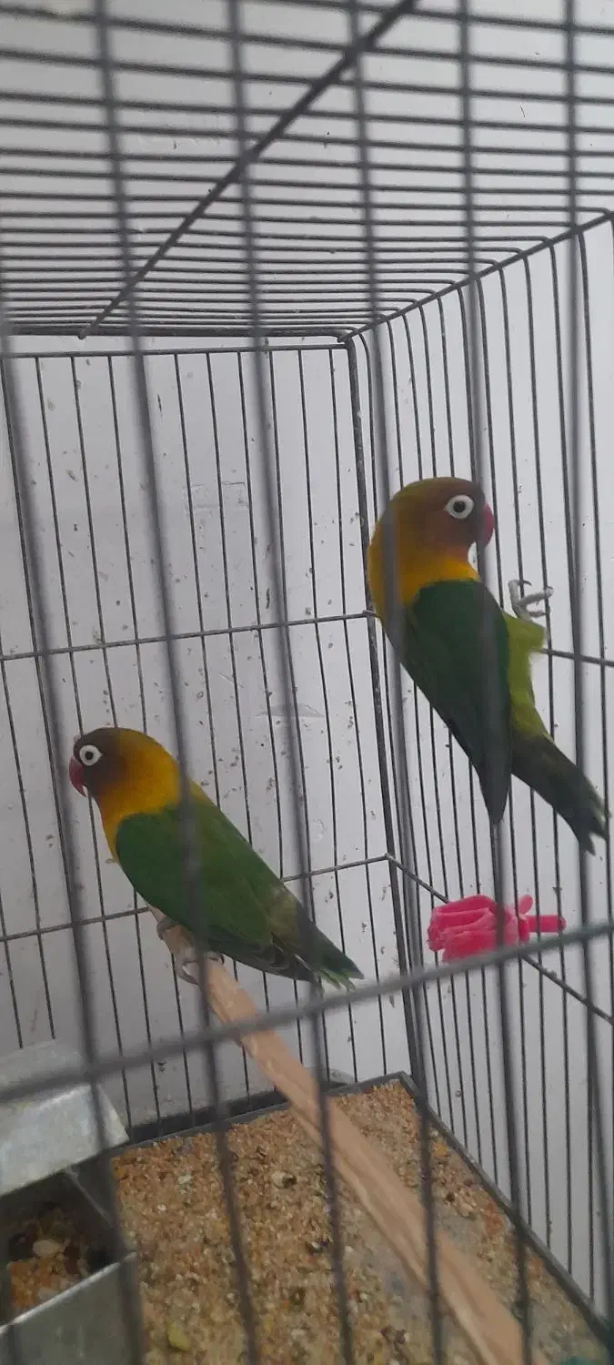 فروش|پرنده|رفسنجان, |دیوار