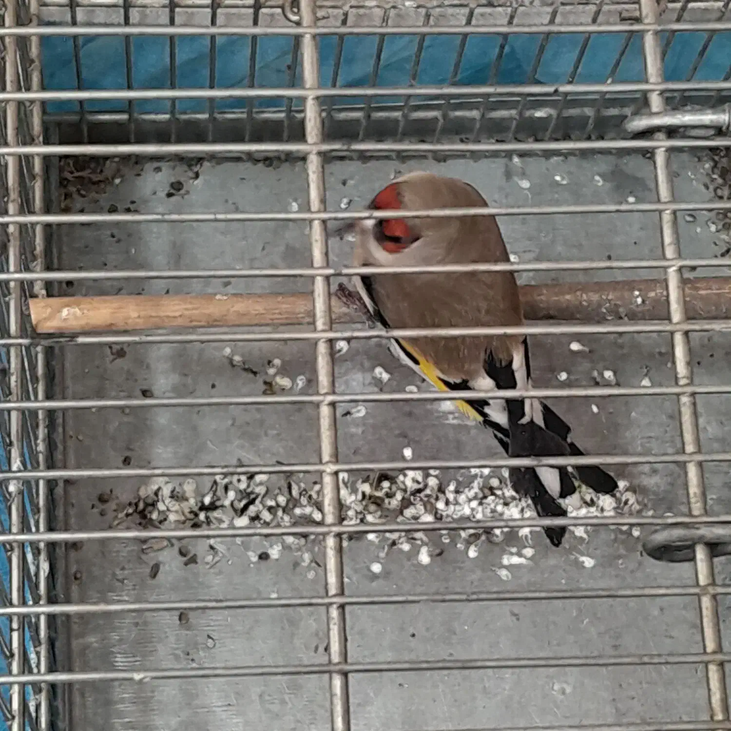 سره دورگ|پرنده|تهران, کیانشهر|دیوار