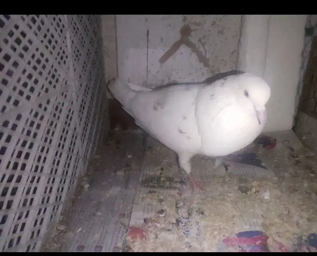 کبوتر پرشی|پرنده|فولادشهر, B5|دیوار