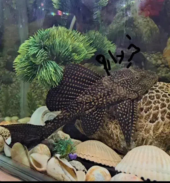 لجن خوار|ماهی|زابل, |دیوار