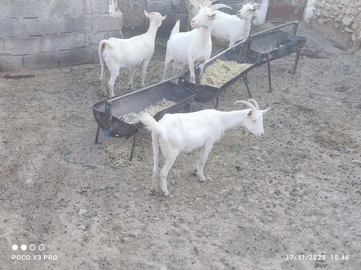 دام|حیوانات مزرعه|امیرآباد, |دیوار