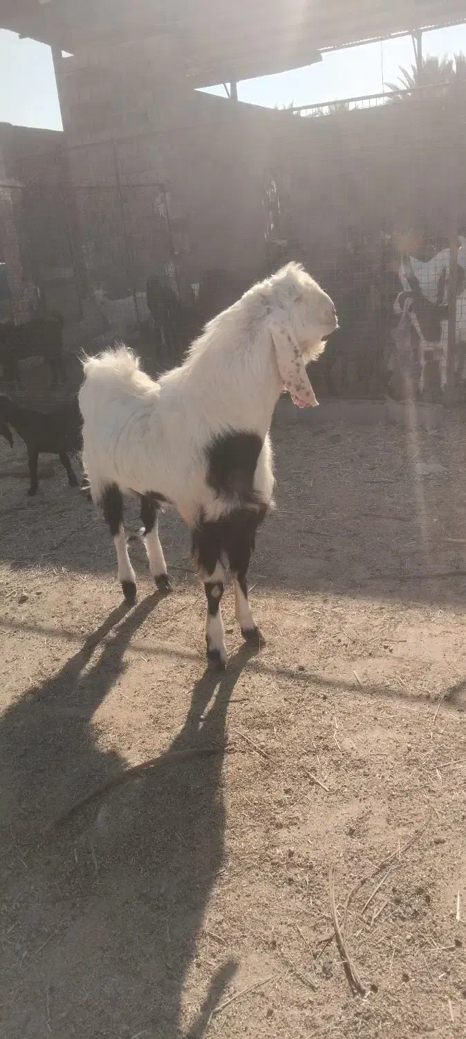 تکه فروشی|حیوانات مزرعه|طبس, |دیوار