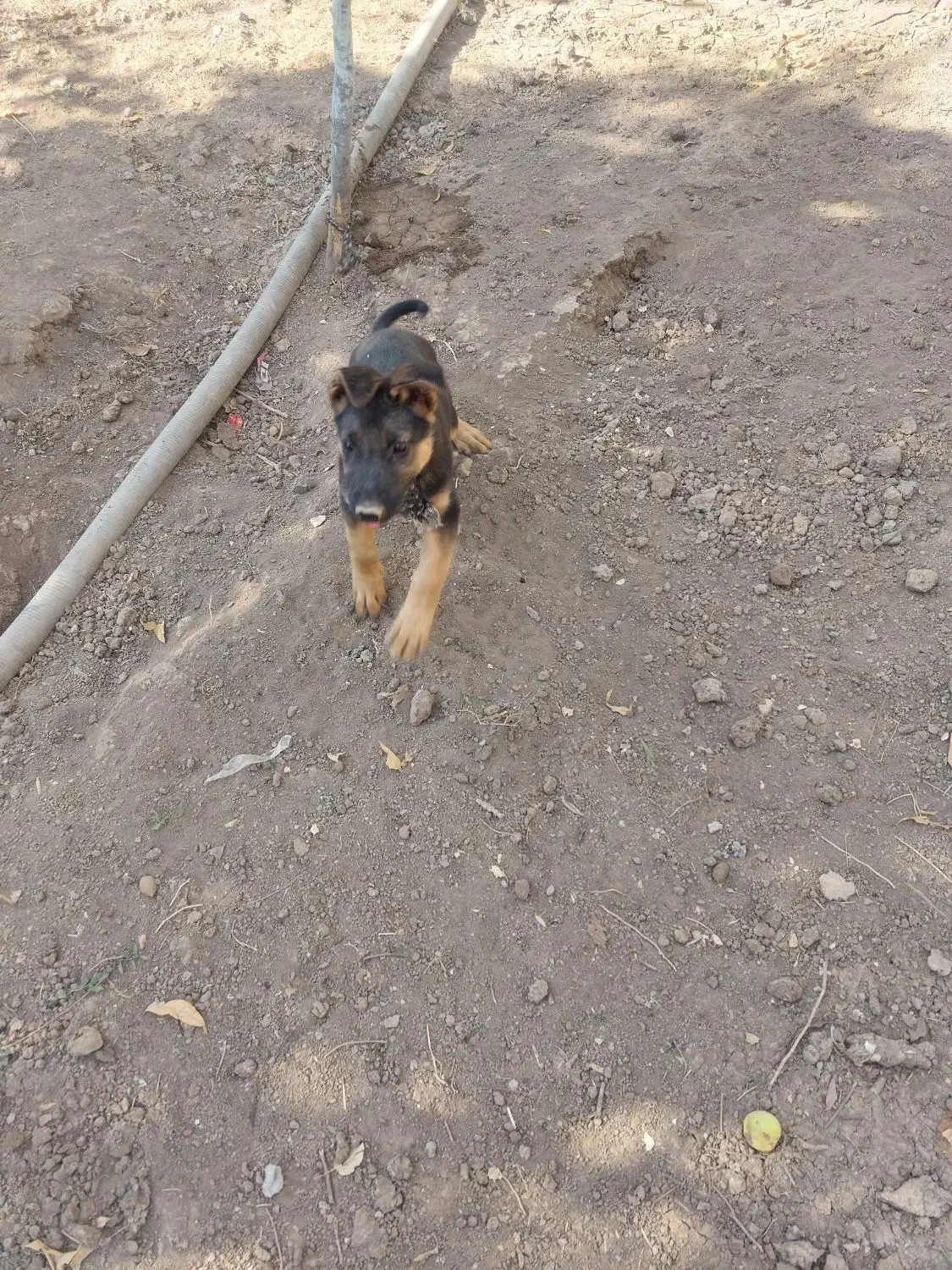 واگذاری توله سگ ژرمن اصل|سگ|کرمانشاه, |دیوار