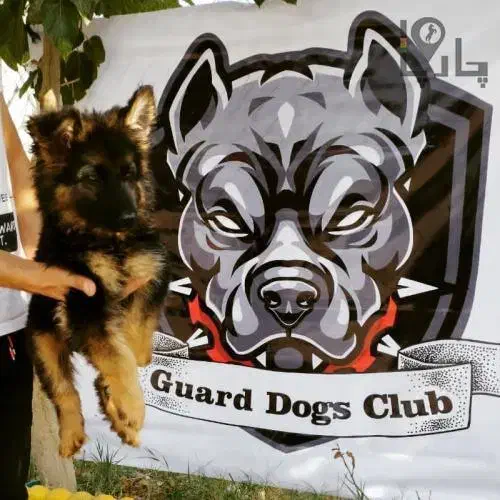 ژرمن شپهرد (شیانلو آلمانی ) family dog|سگ|تهران, دانشگاه شریف|دیوار