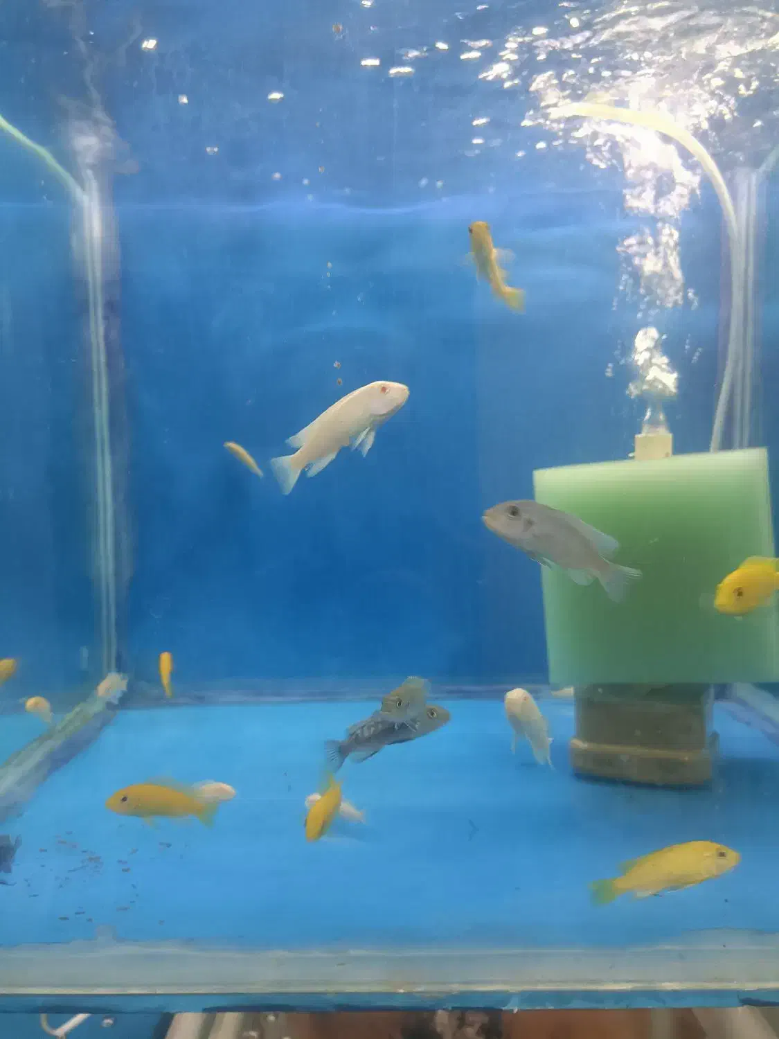 سالن پرورش ماهی|ماهی|فردیس, ثابتی|دیوار