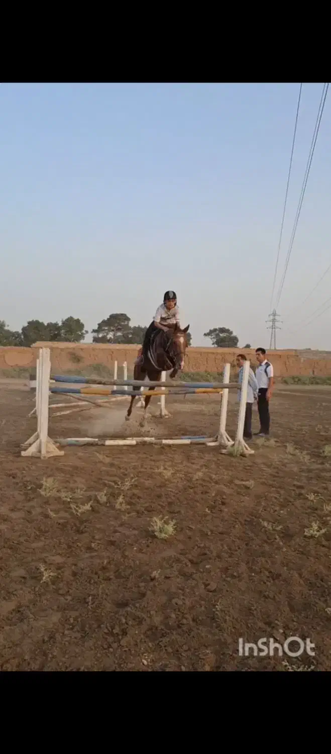 اسب پرشی|اسب و تجهیزات اسبسواری|ری, شهید بهشتی|دیوار